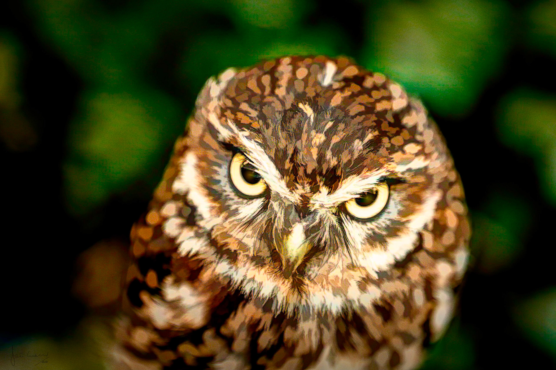 Little Owl (Athene noctua)