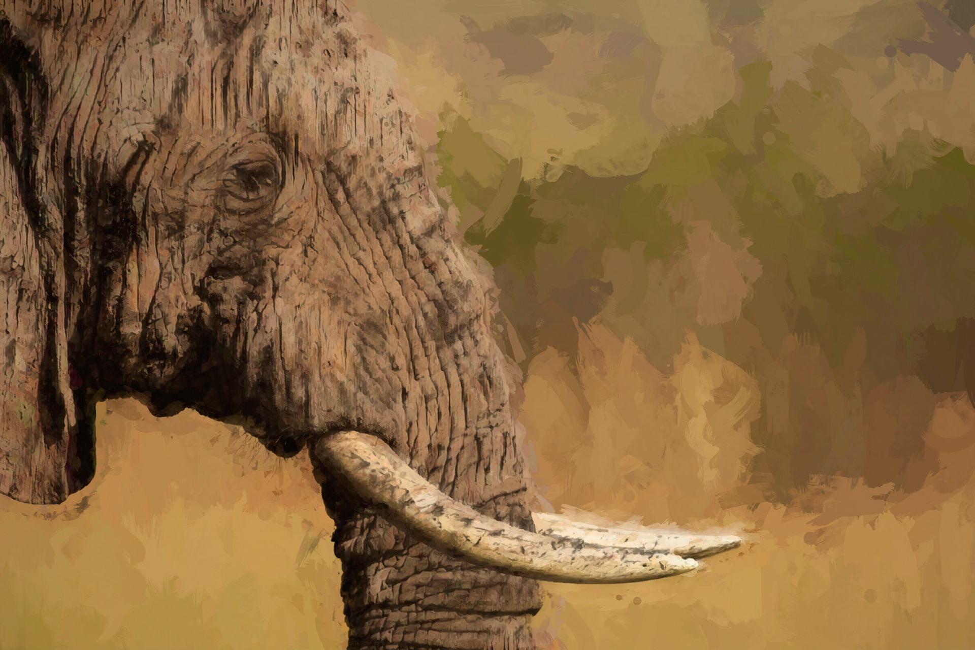 African bush elephant (Loxodonta africana)