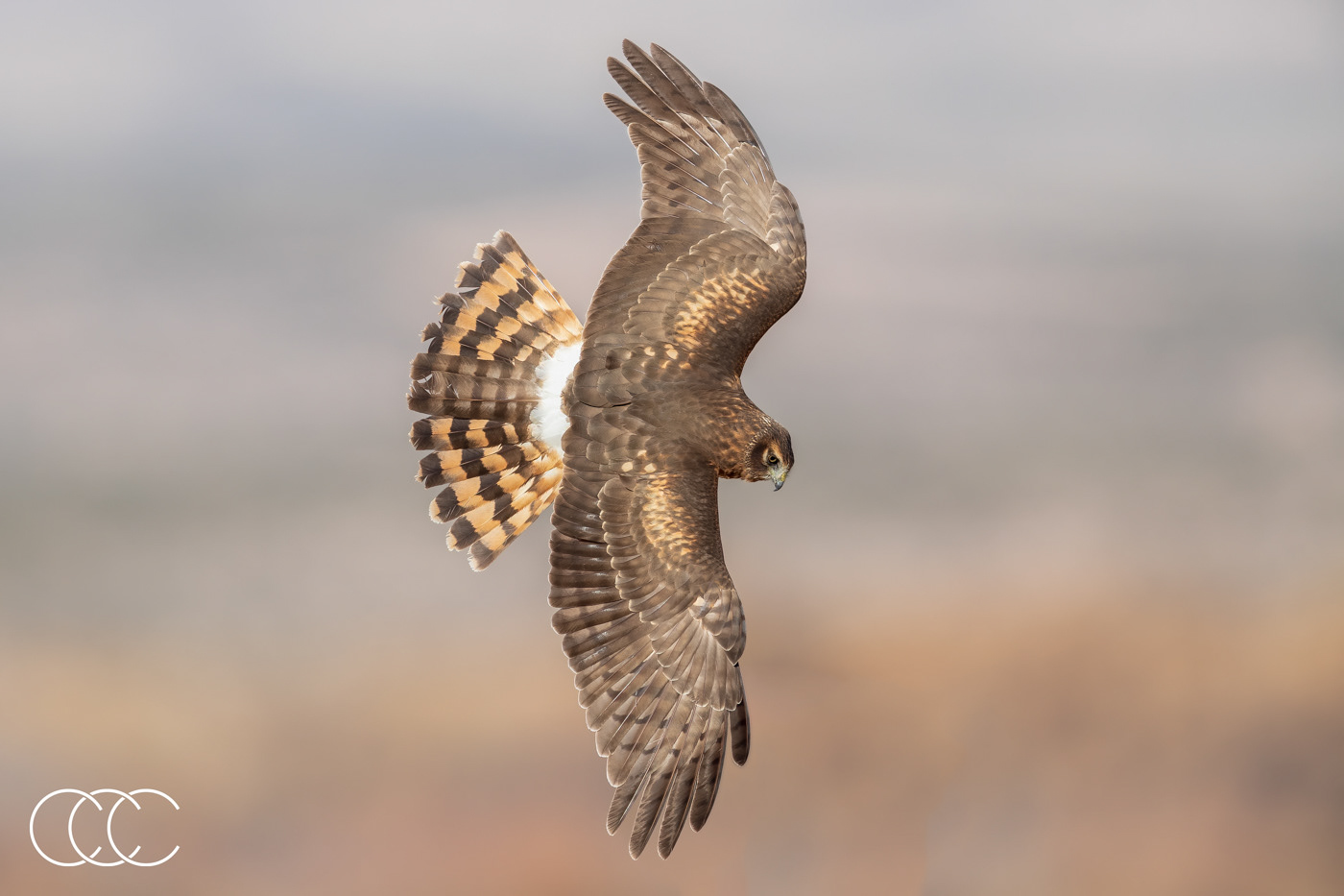 northern harrier (circus hudsonius), nm, usa