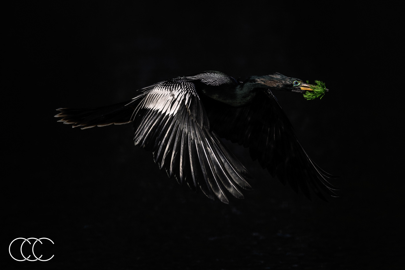 anhinga (anhinga anhinga), fl, usa