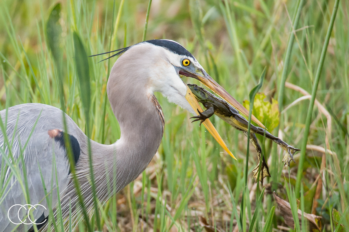 great blue heron (ardea herodias) and pig frog (lithobates grylio), fl, usa