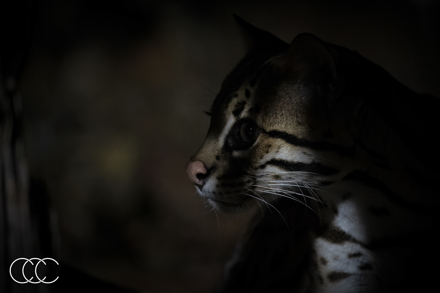 ocelot (leopardus pardalis), brazil