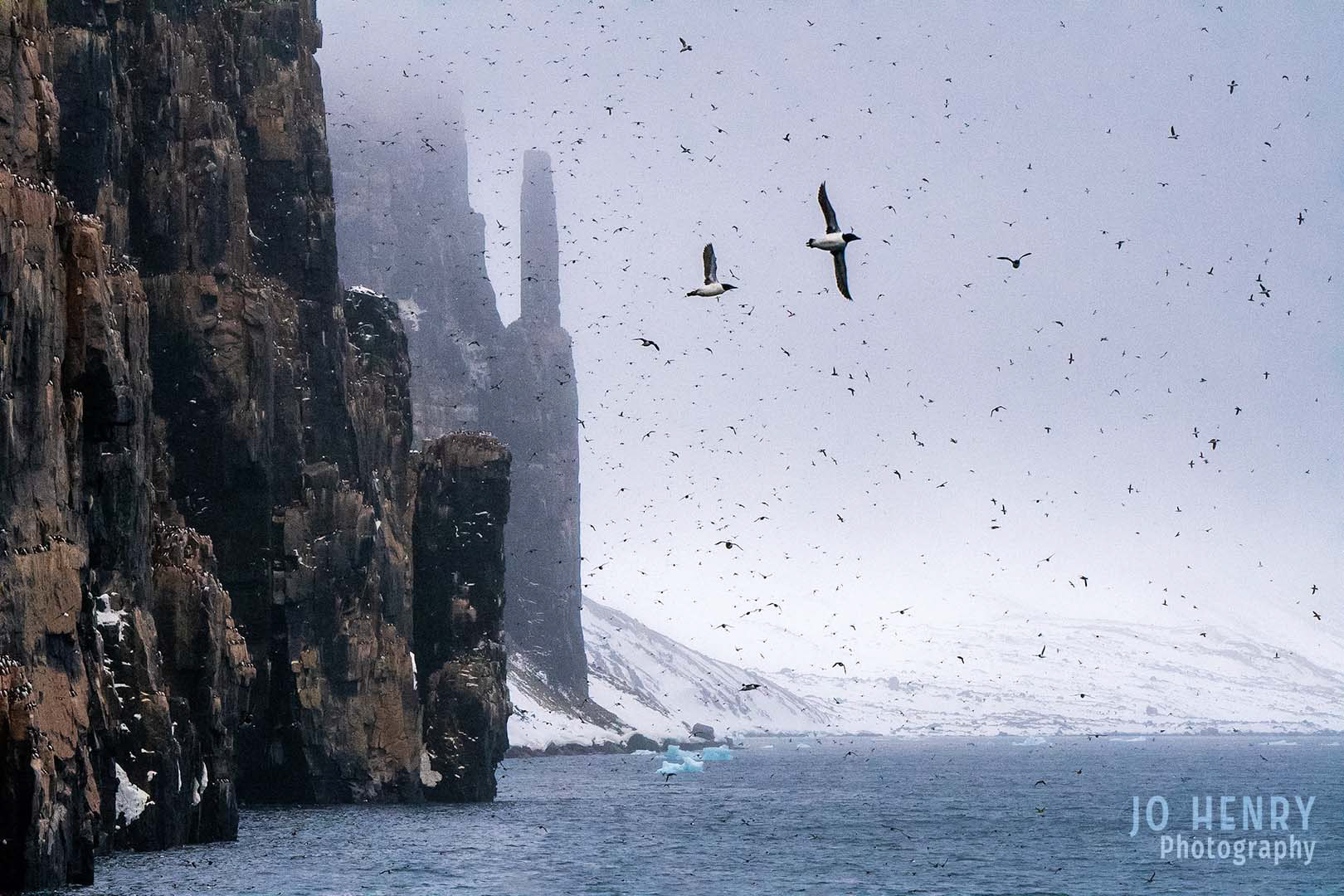 Flight Path - Brunnich Guillemot Colony