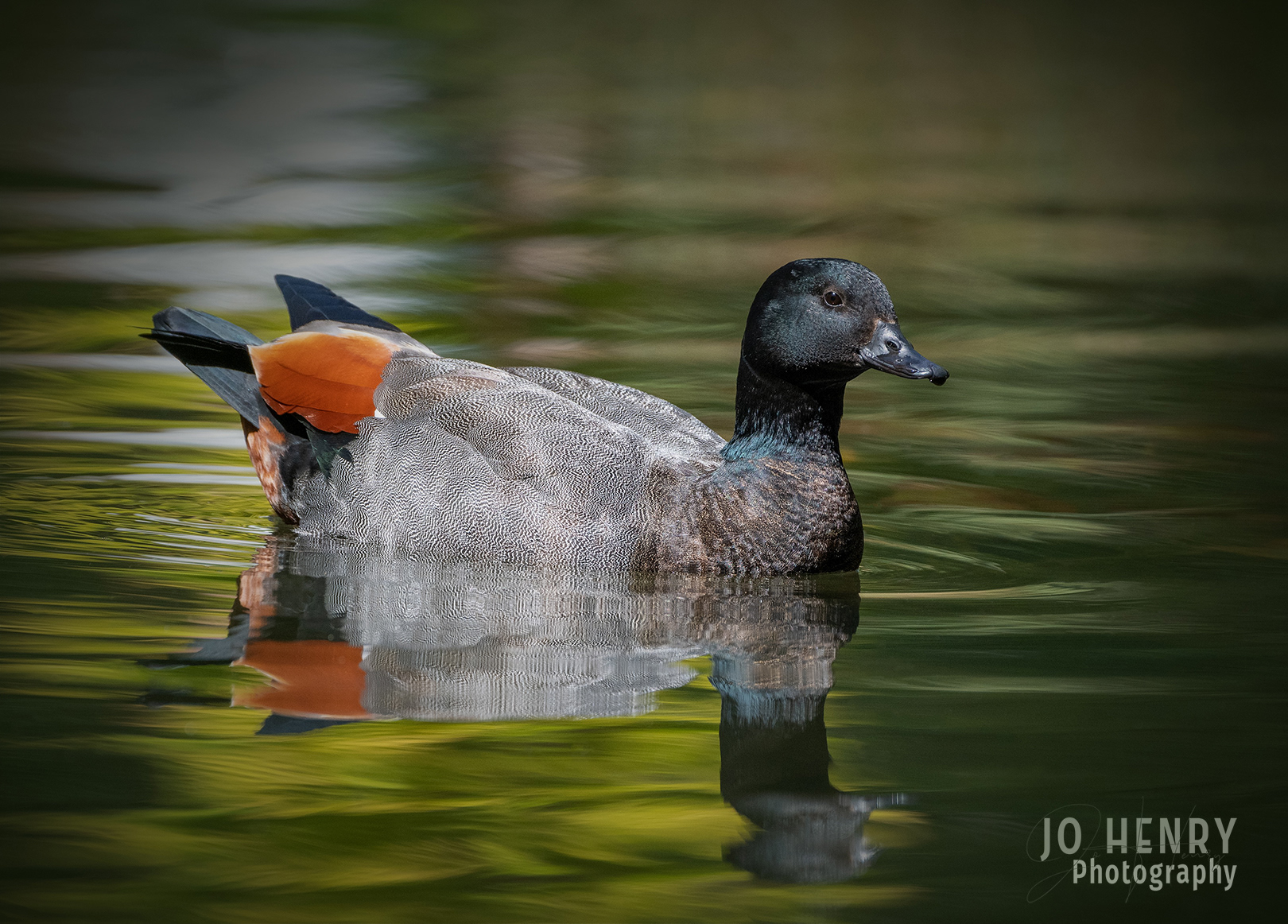 Male Paradise Duck