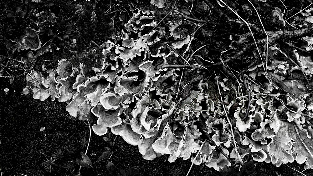 Peltigera/filtlav