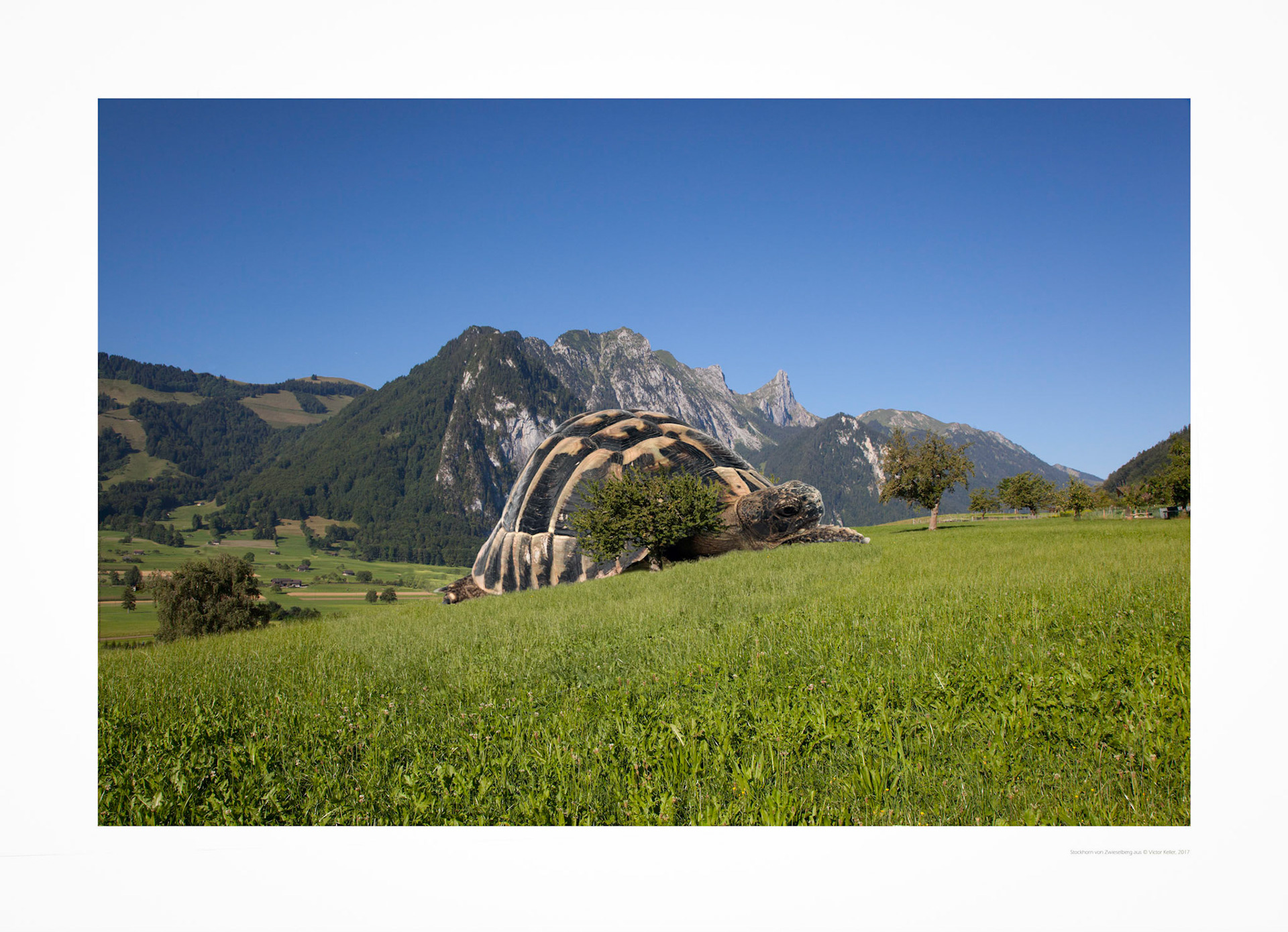 Schildkröte am Zwieselberg Juni 2015