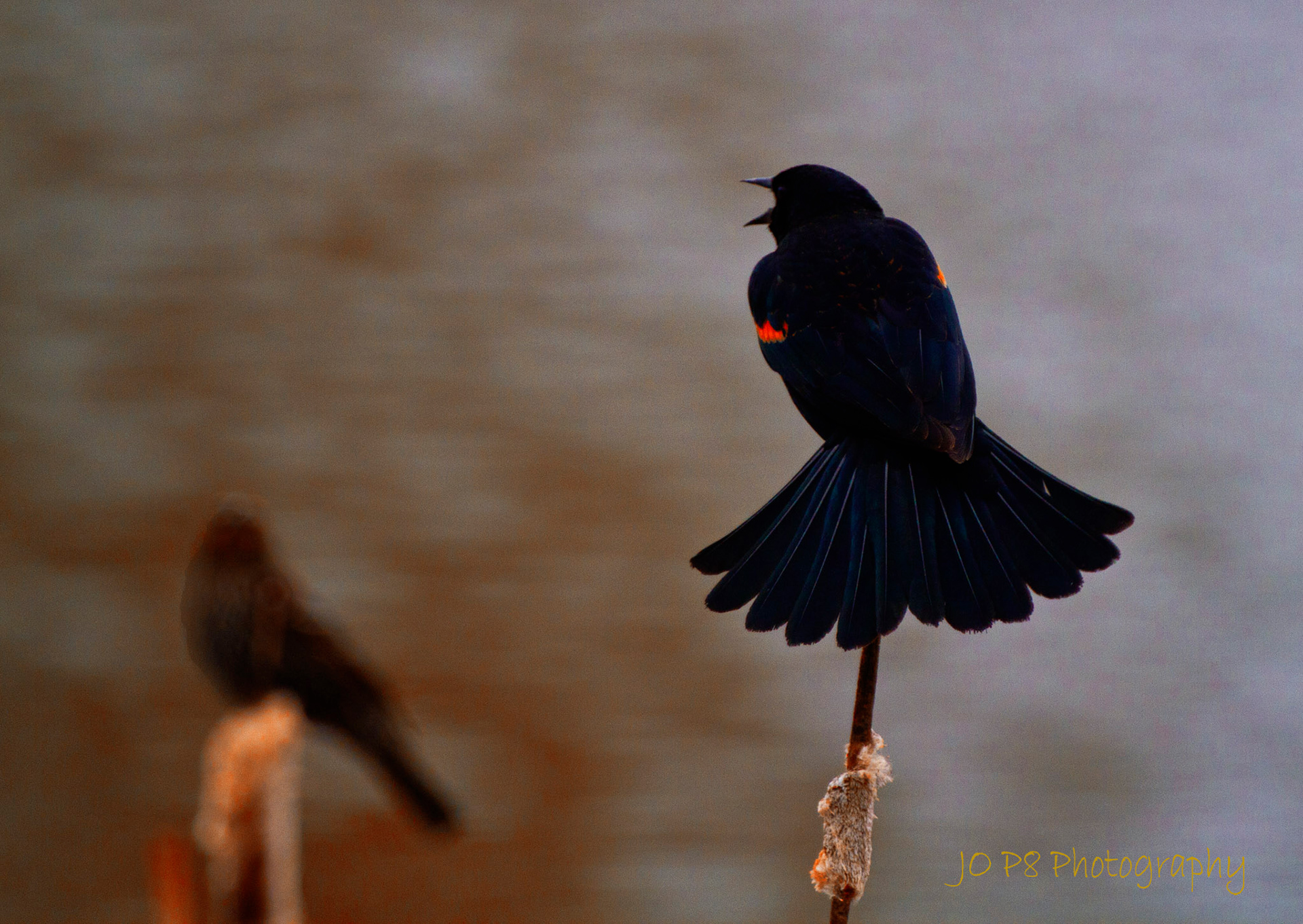 Seranading Blackbird