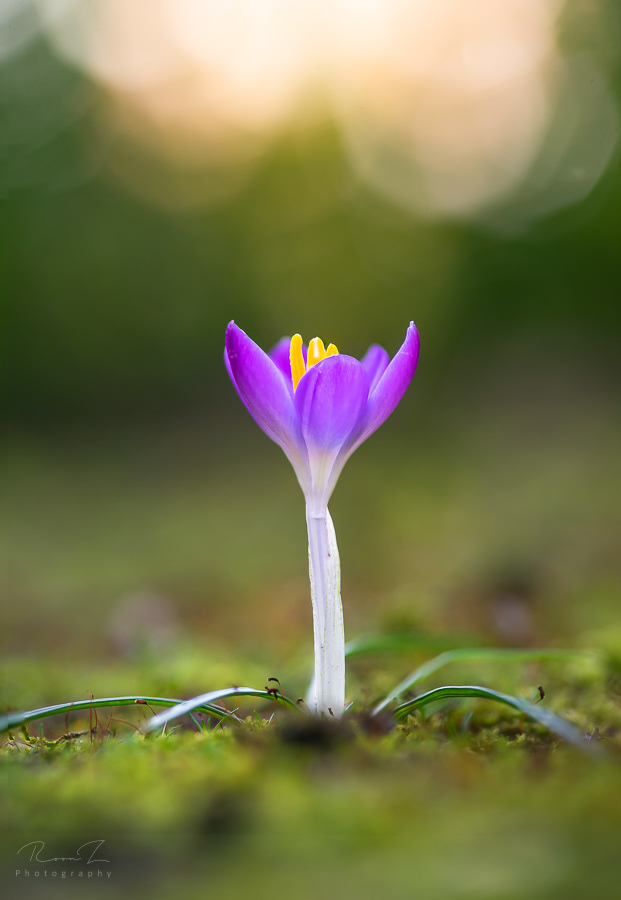 Macro foto Krokus