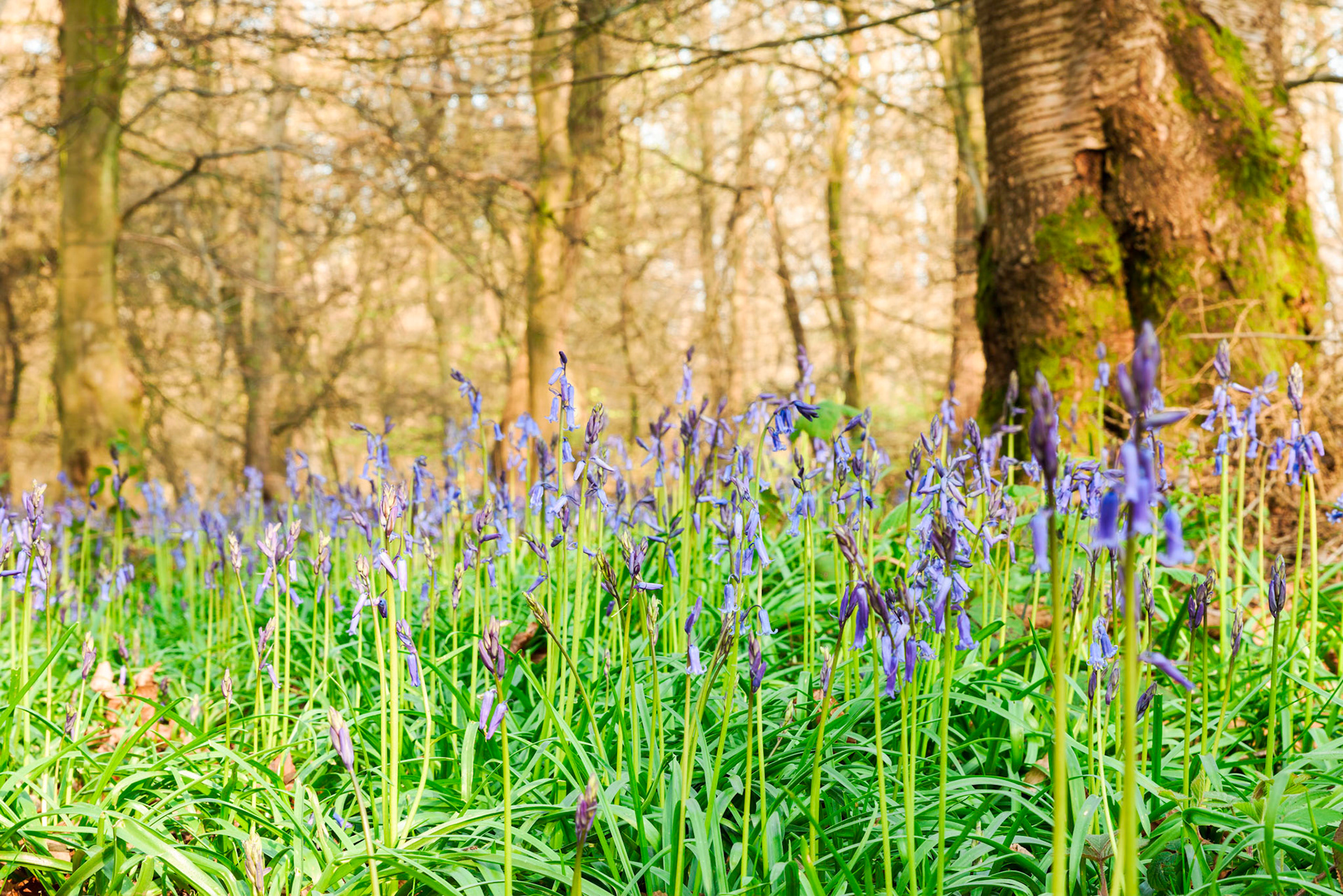 Bluebells, Cowleaze Wood, Oxfordshire