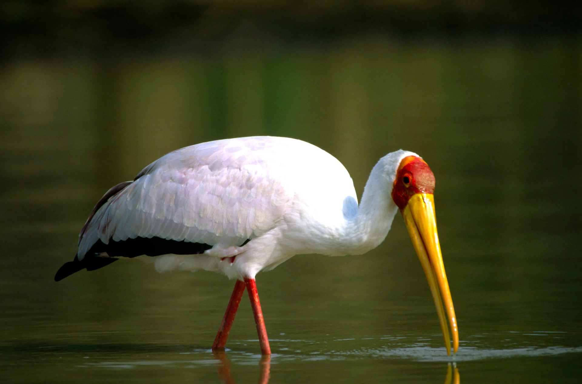 Yellow billed stork, Lake Baringo Kenya