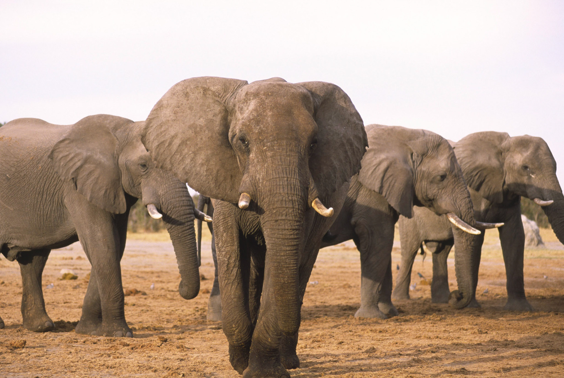 African Elephant, Chobe National Park Botswana