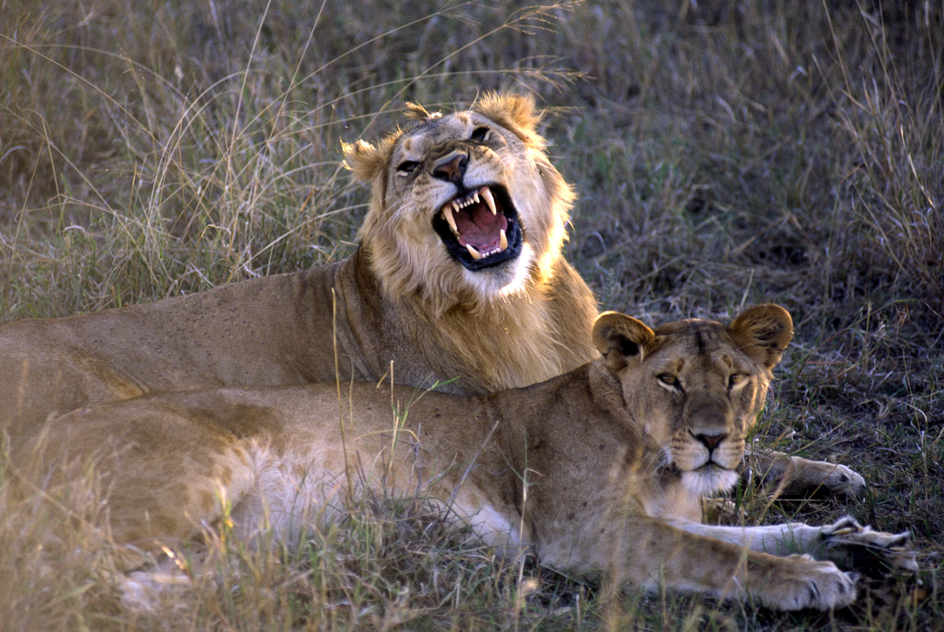 Lions, Masai Mara Kenya