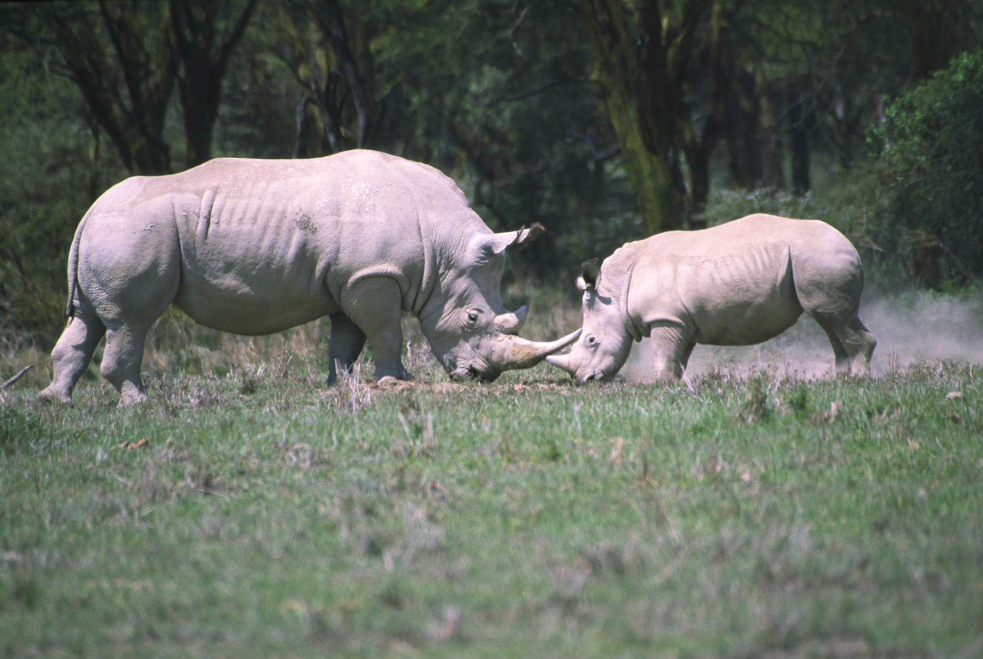White Rhinocerous, Nakuru National Park Kenya