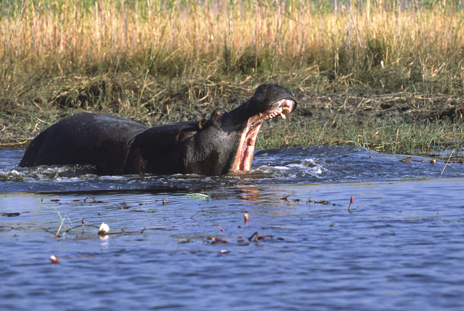 Hippopotamus, Chobe River Botswana