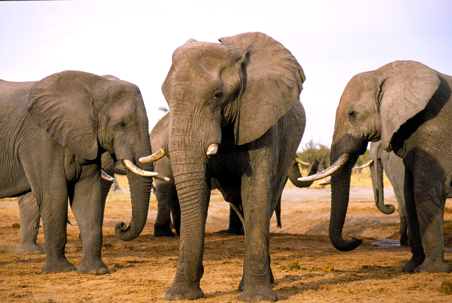 African Elephant, Chobe National Park Botswana
