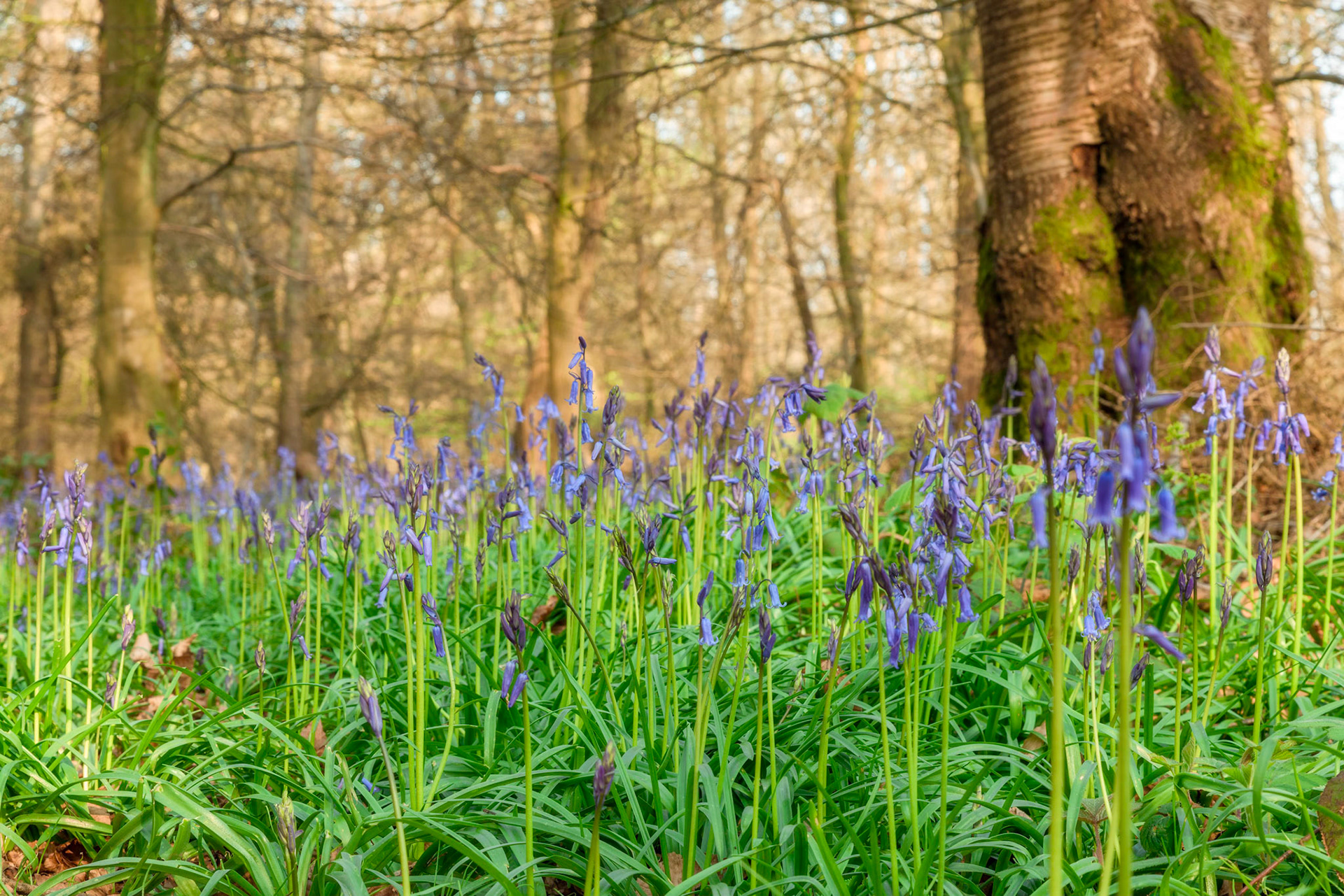 Bluebells, Cowleaze Wood, Oxfordshire