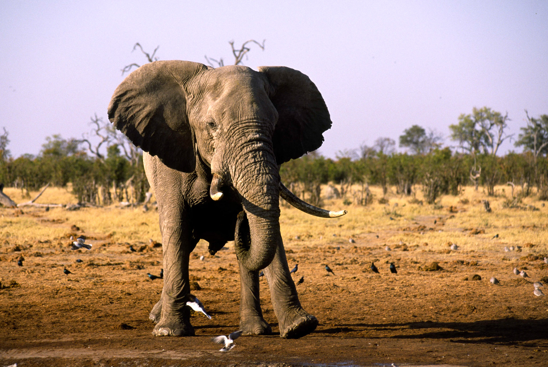 African Elephant, Chobe National Park Botswana