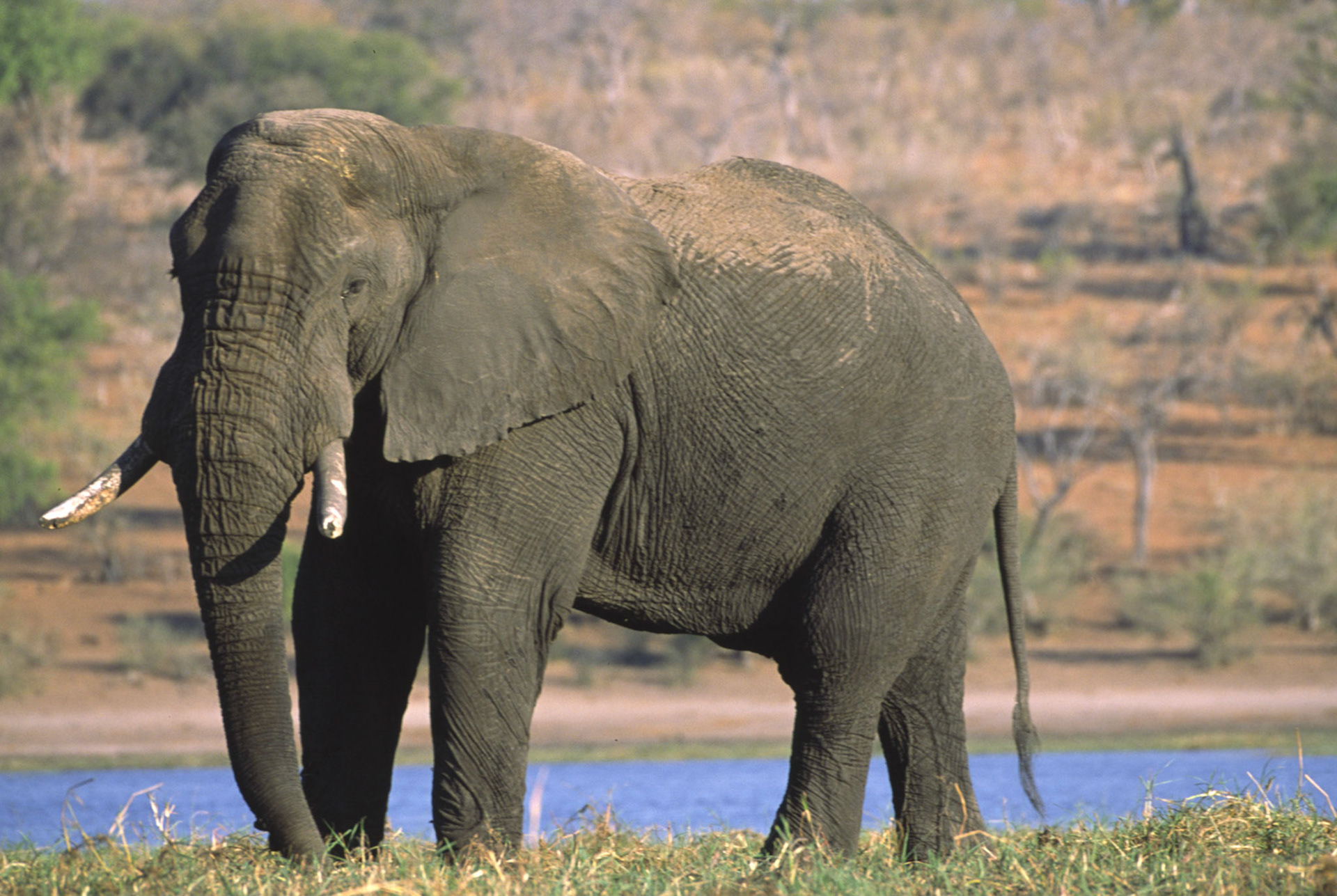 African Elephant, Chobe River Botswana