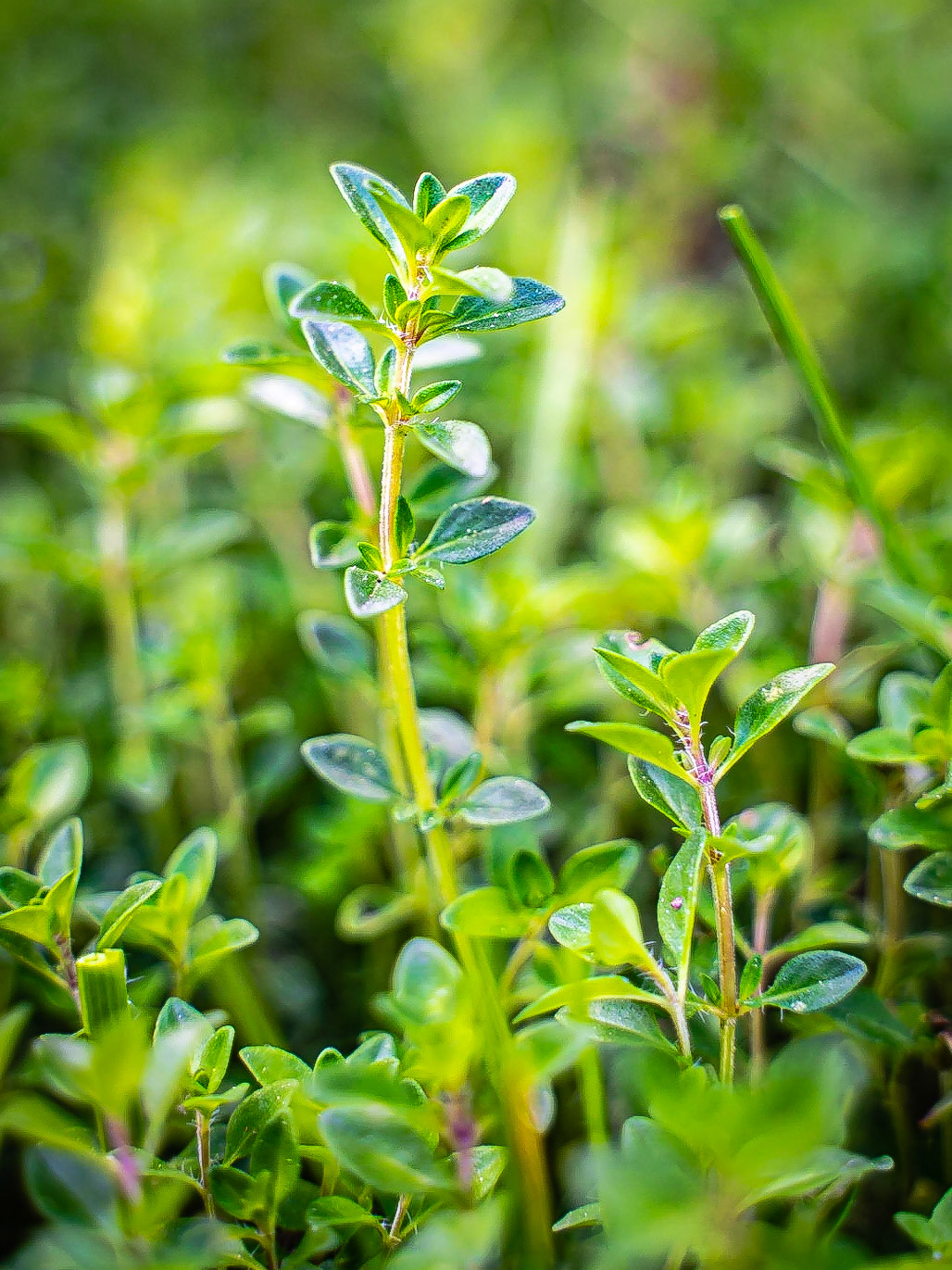 Thymus serpyllum aggr. - Thym serpolet
