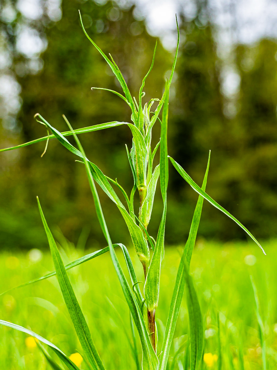 Tragopogon pratensis - Salsifis des prés