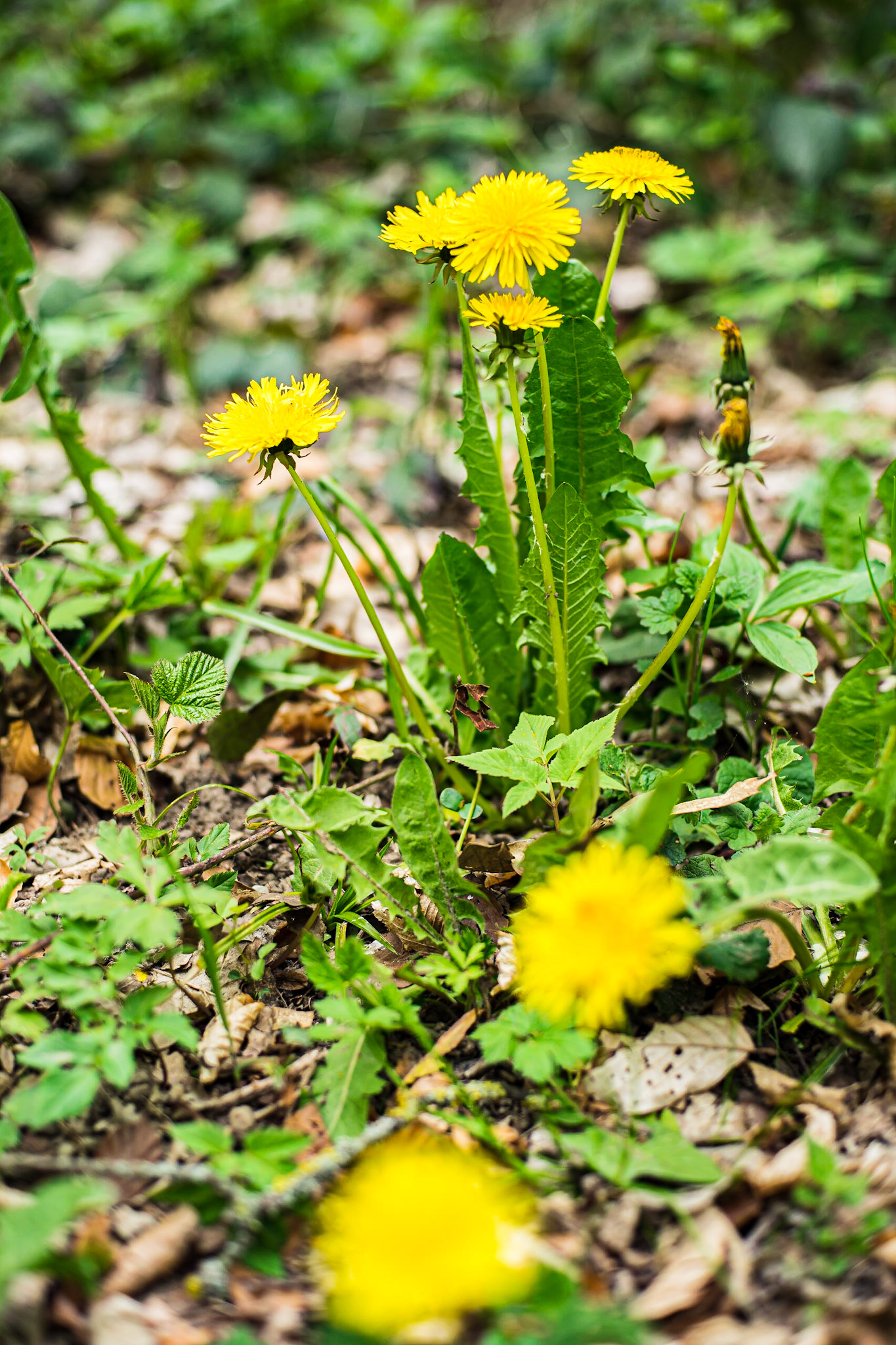 Taraxacum officinale  aggr. - Pissenlit officinal