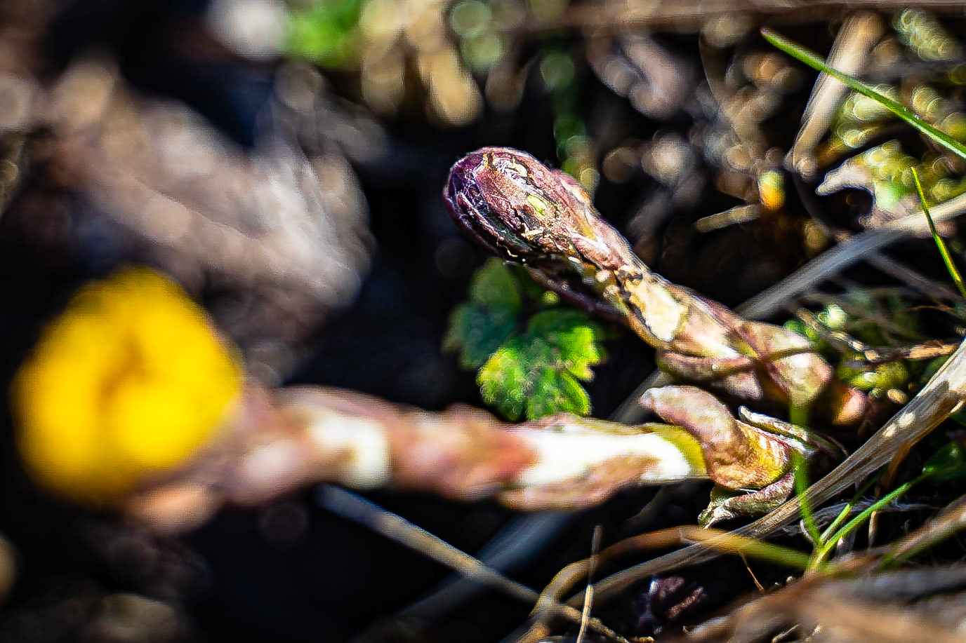 Tussilago farfara - Tussilage