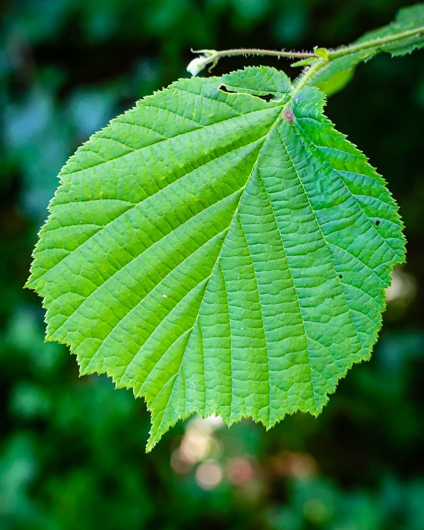 Coryllus avellana - Noisetier commun