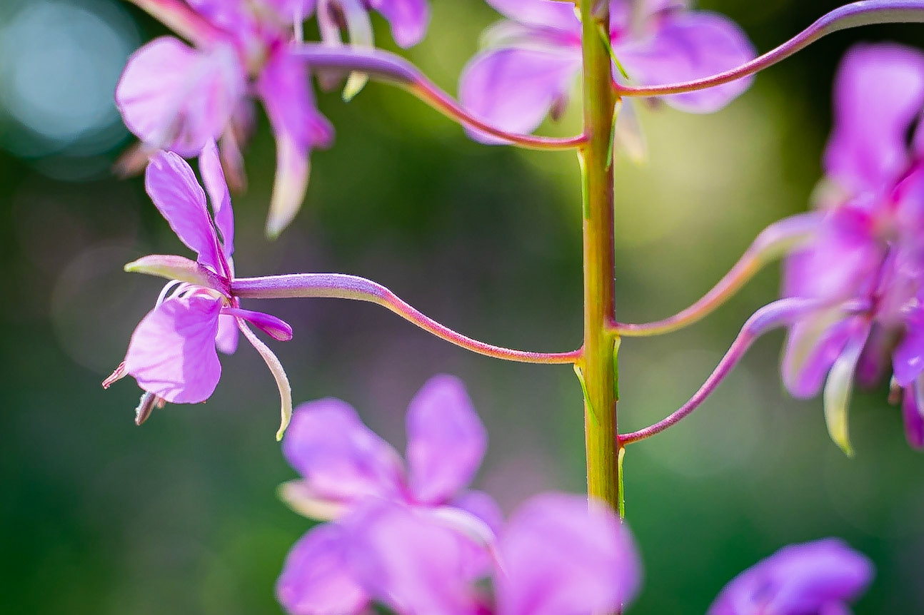 Epilobium angustifolium - Epilobe en épi