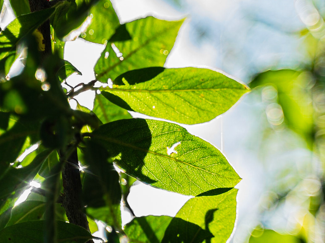 Mespilus germanica - Néflier
