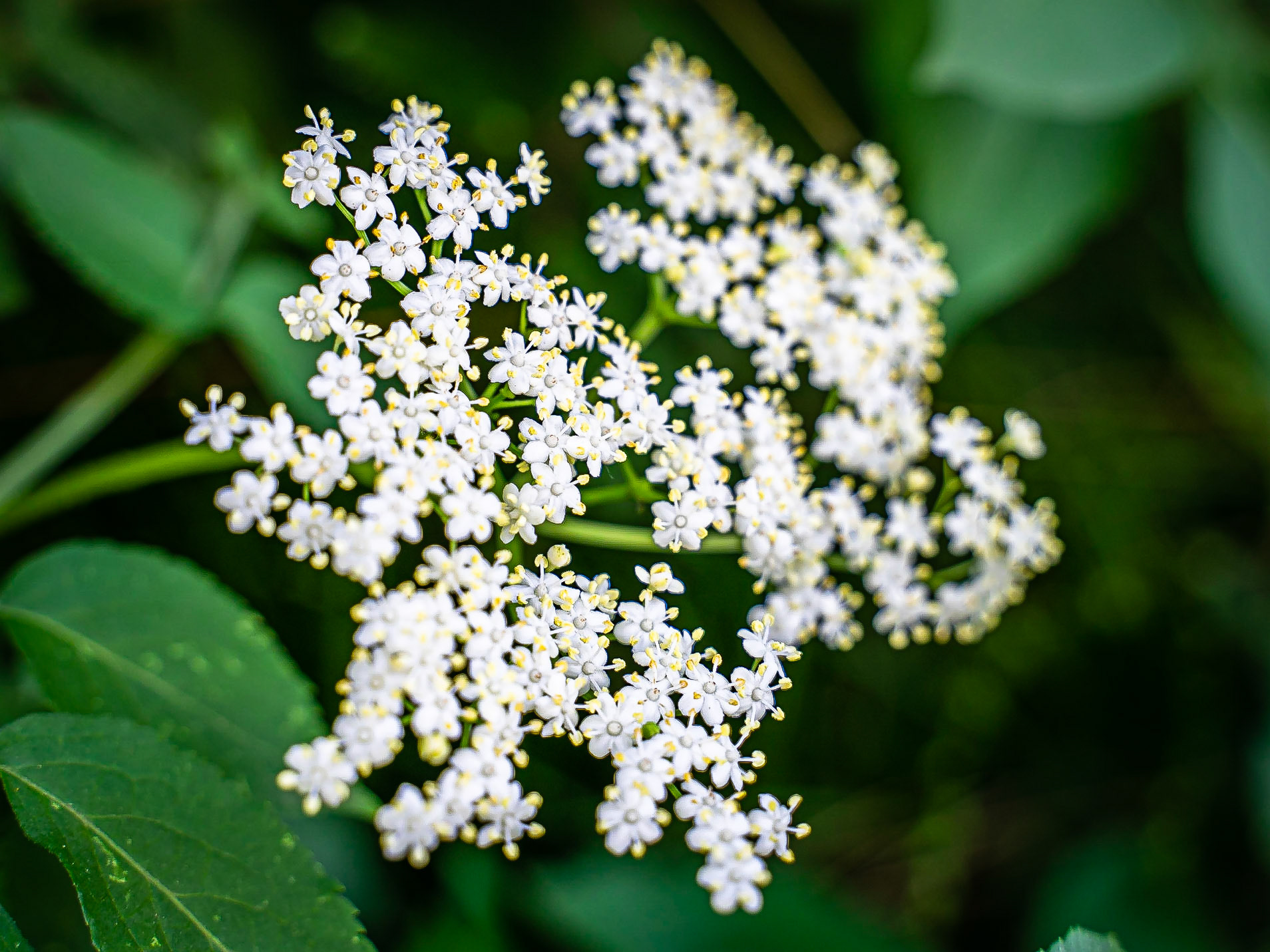 Sambucus nigra - Sureau Noir