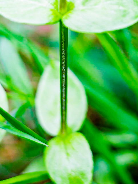 Stellaria media - Stellaire intermédiaire