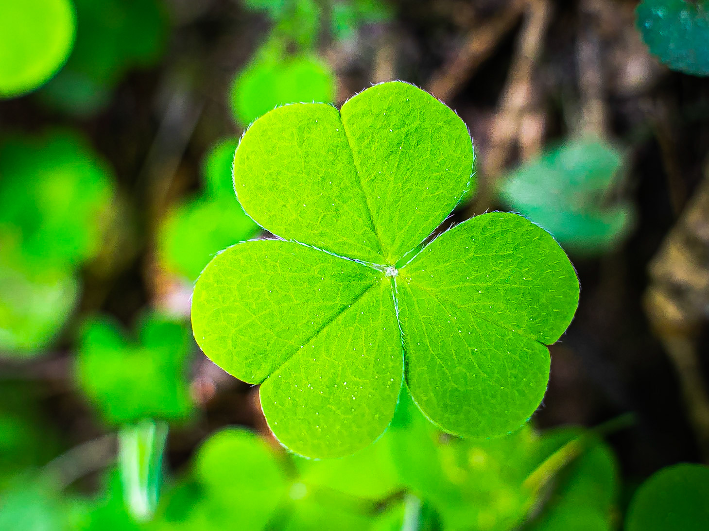 Oxalis acetosella - Oxalis petite oseille