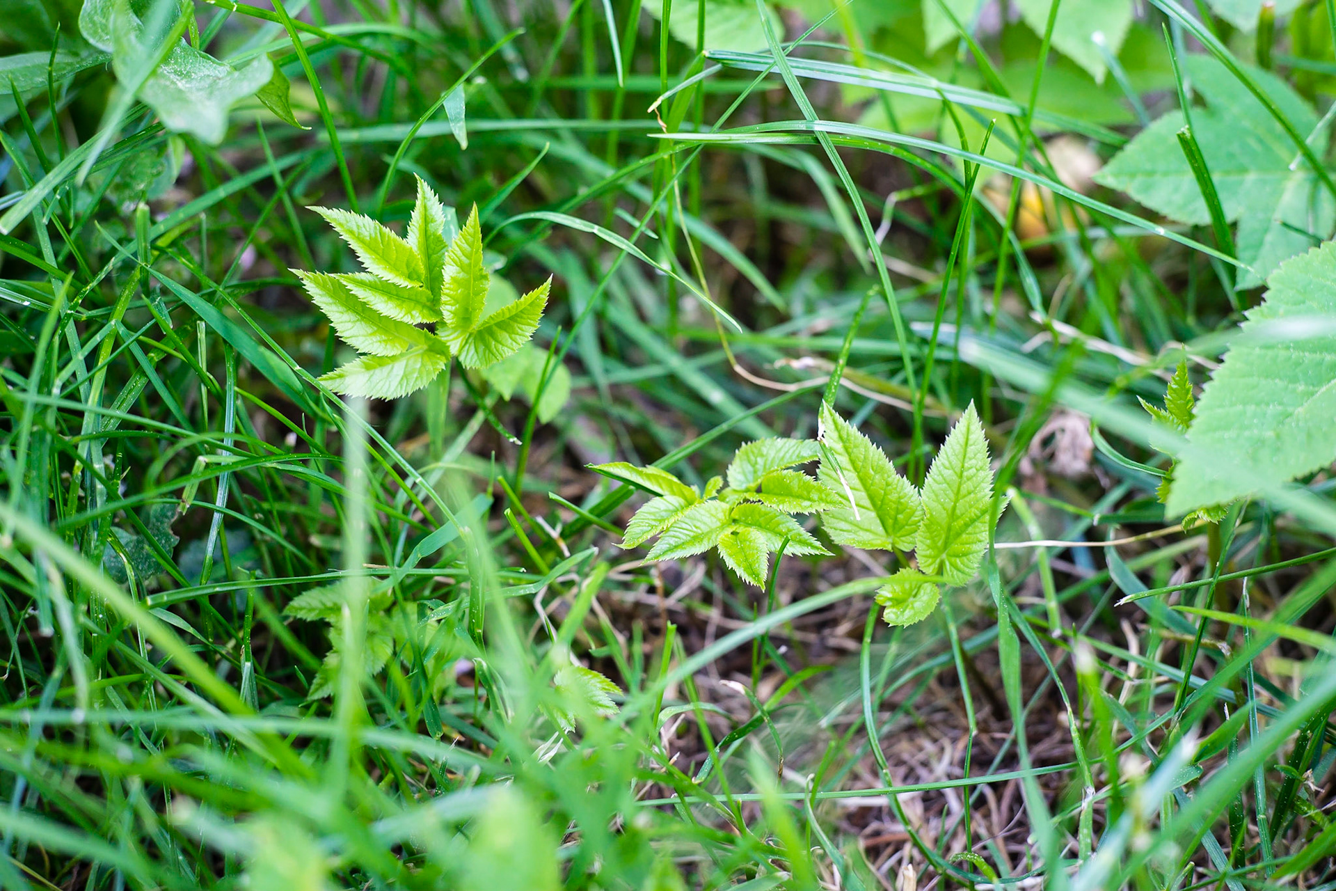 Aegopodium podagraria - Egopode