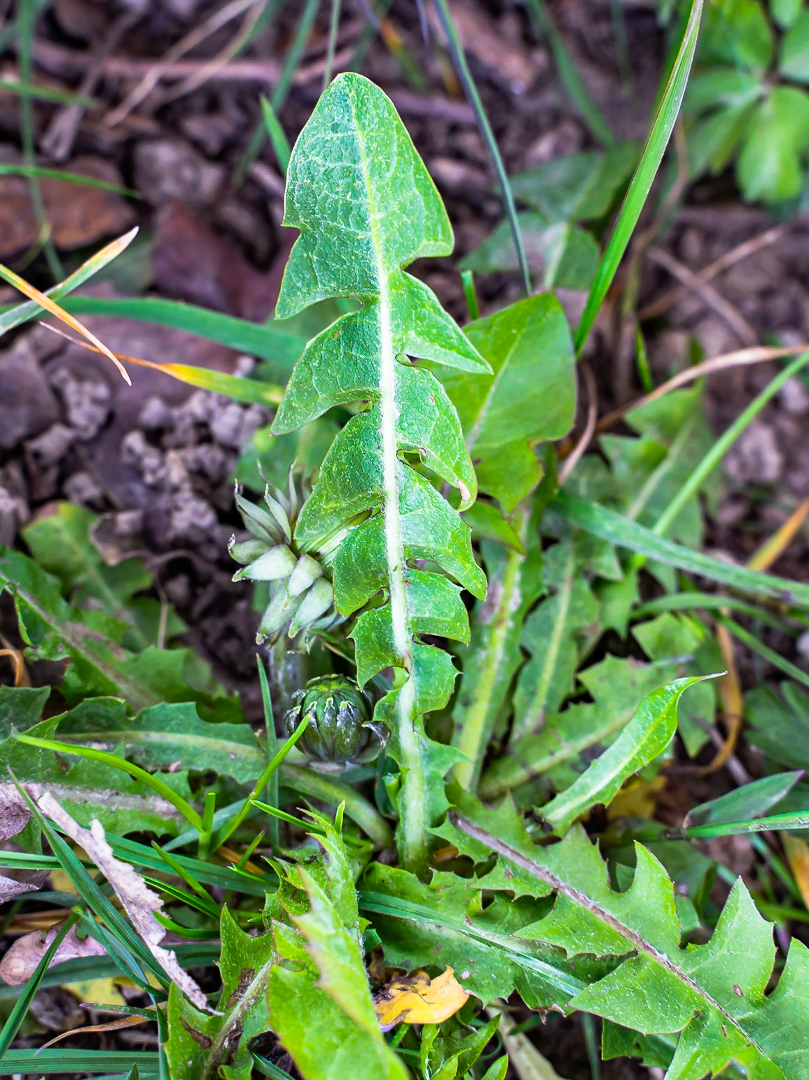 Taraxacum officinale  aggr. - Pissenlit officinal