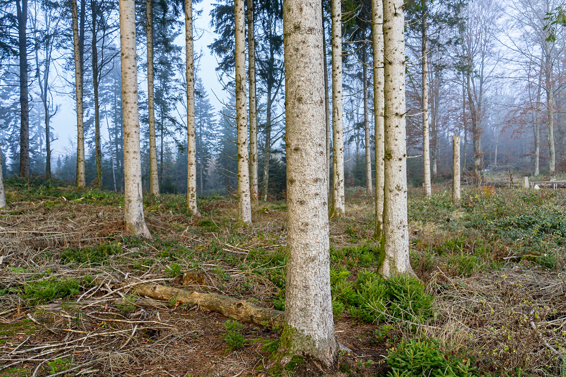 Picea abes - Epicéa commun