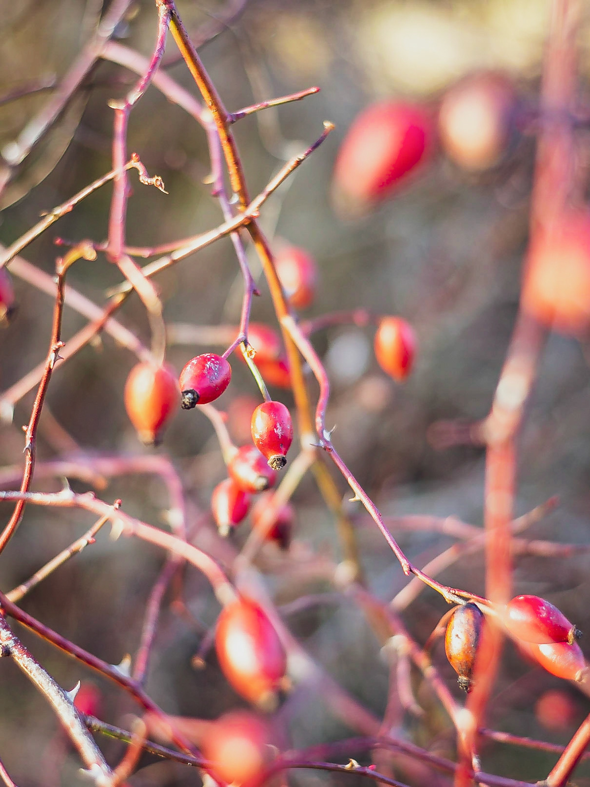 Rosa canina - Eglantier