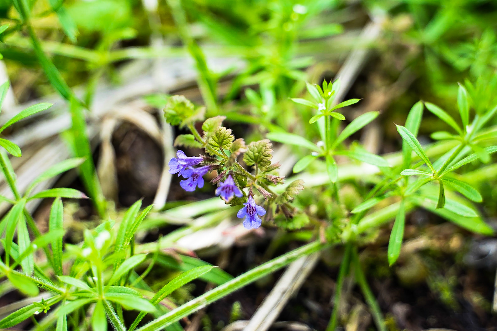 Glechoma hederacea - Lierre terrestre