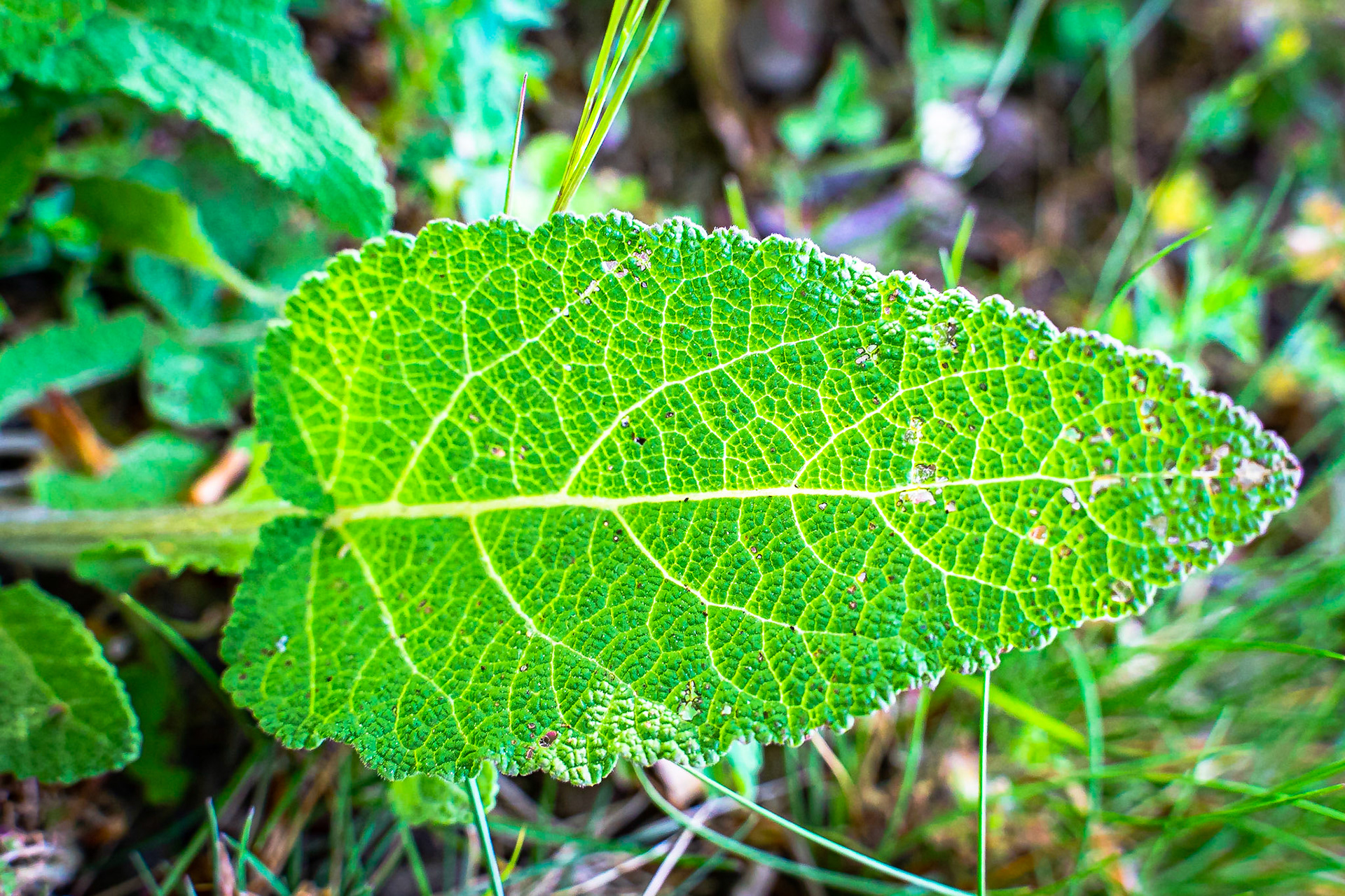 Salvia pratensis - Sauge des prés