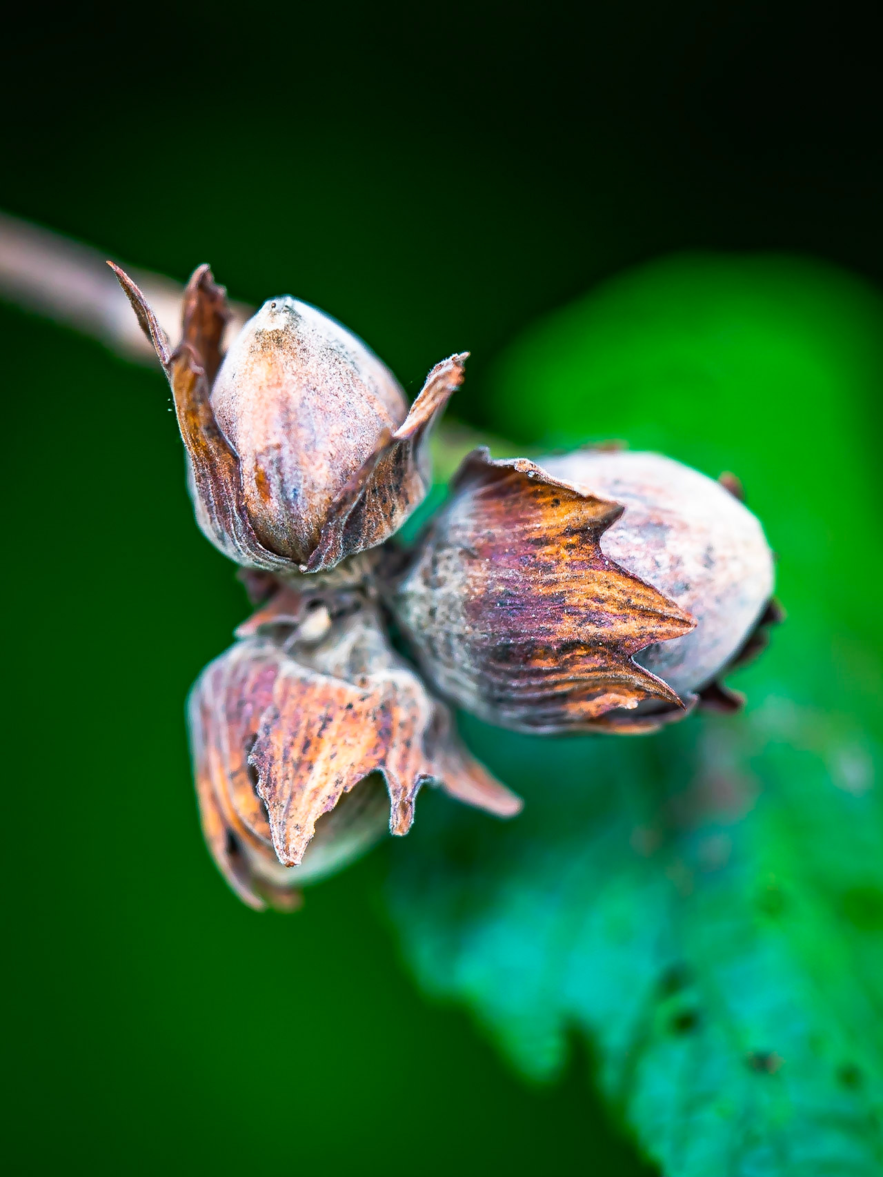 Coryllus avellana - Noisetier commun