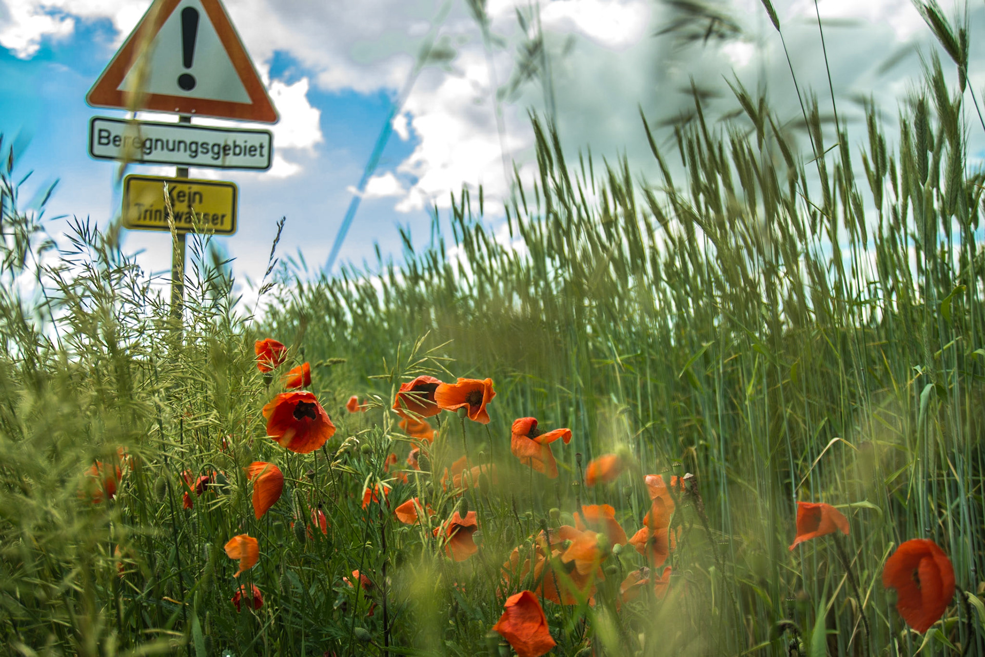 Mohnblumen am Feldesrand