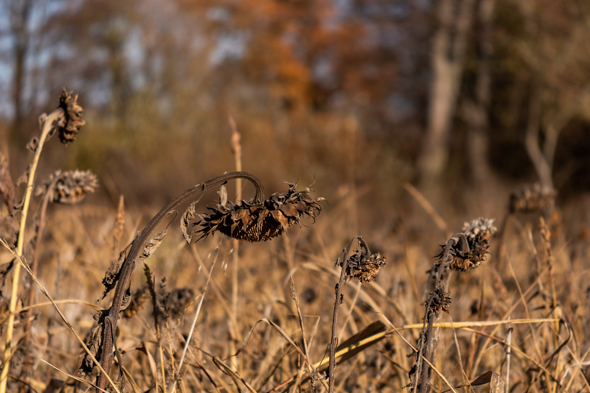 Auch wenn es noch nicht wirklich kalt ist - die #Sonnenblumen sind genauso wie der #Sommer Vergangenheit.