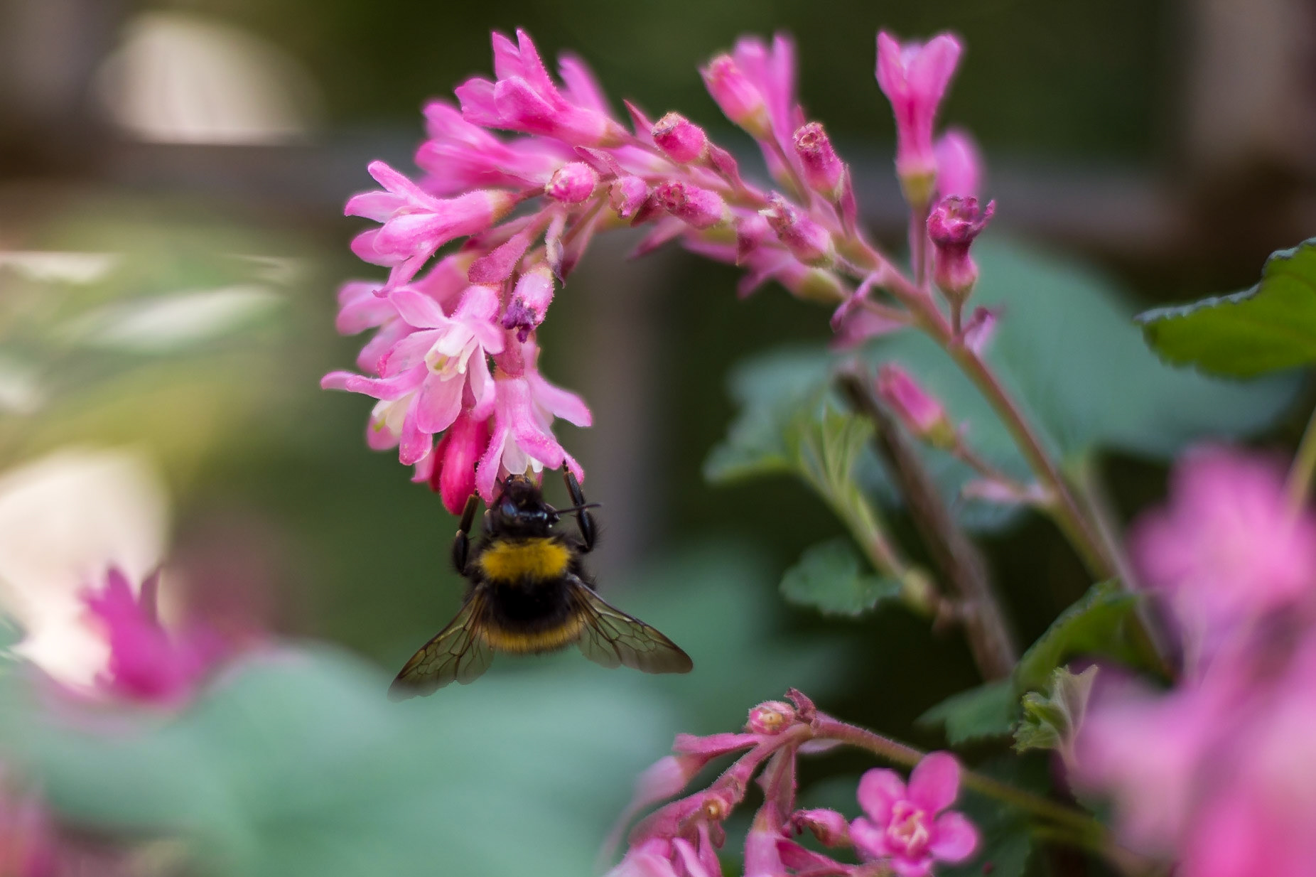 Der #Frühling sorgt für ordentlich #Verkehr im #Garten, da summt es in jeder Ecke und #Bienen, #Hummeln und Co sind fleissig dabei #Nektar zu sammeln.