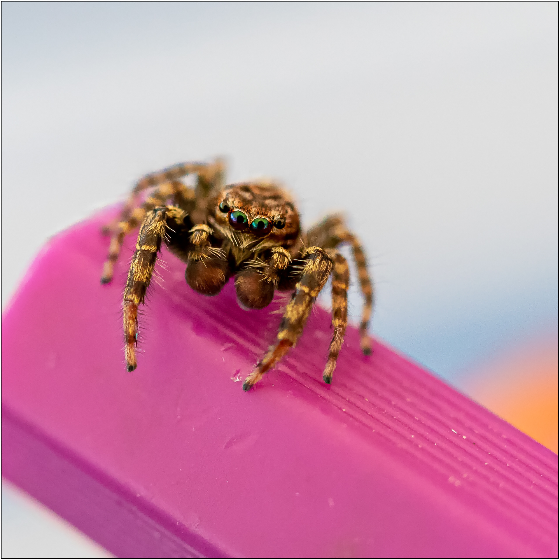 Springspinne