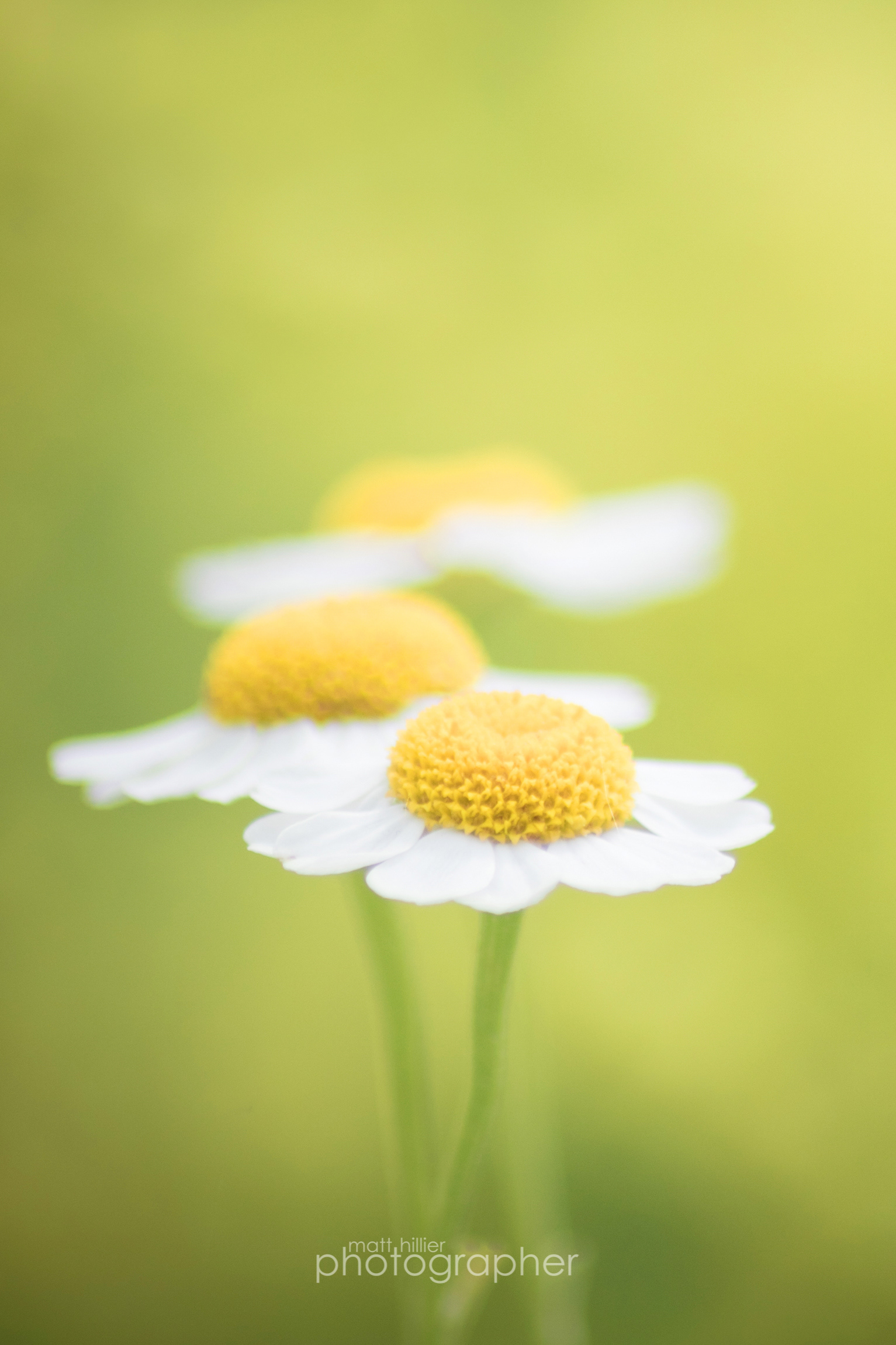 The Friendliest of Flowers