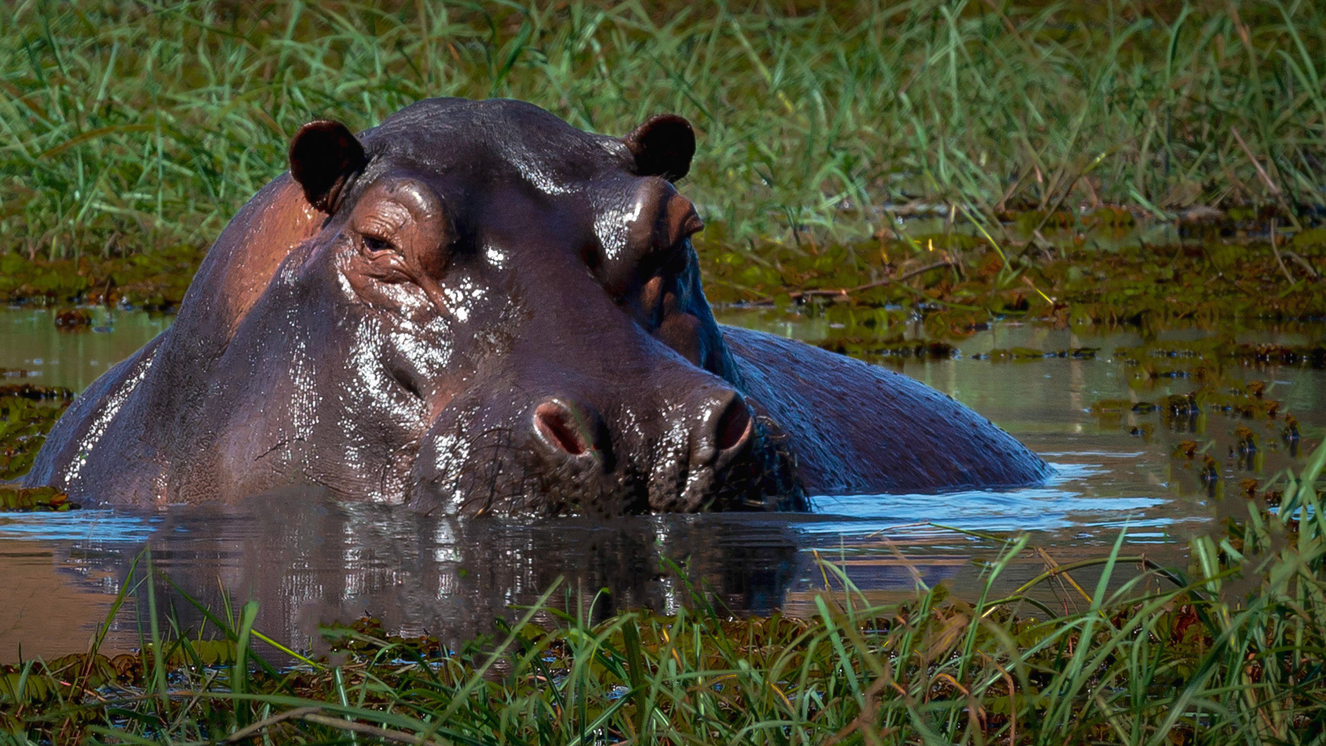 Common Hippopotamas