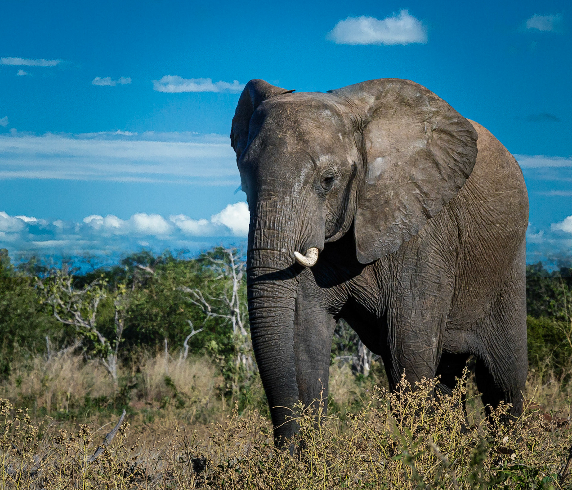 African Elephant