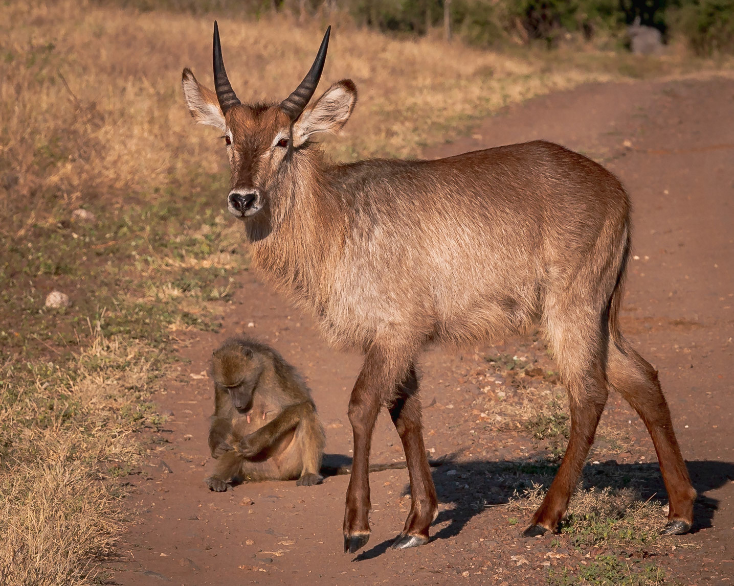 Common Waterbuck
