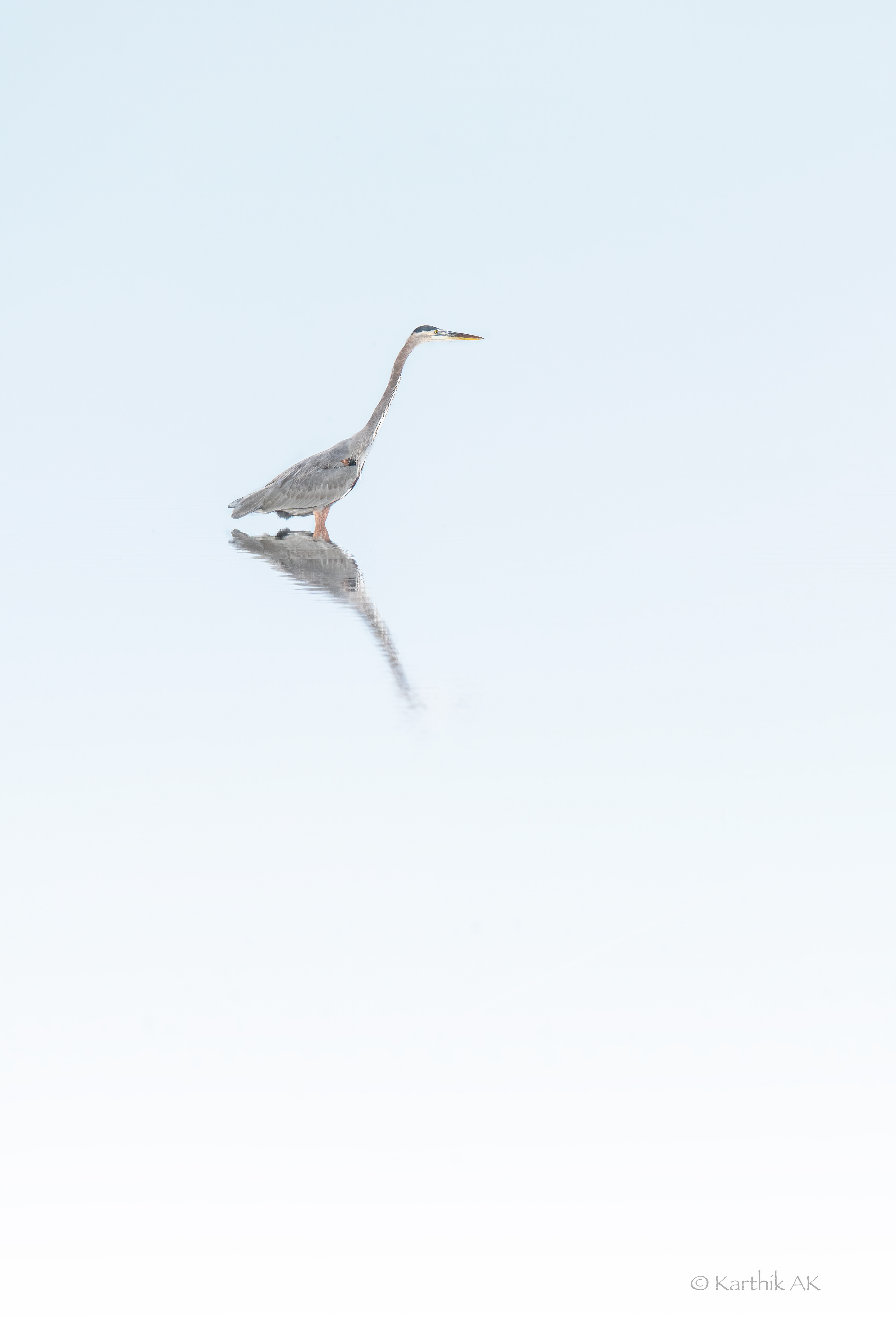 Great blue Heron | Ardea herodias | Smyrna, Delaware, USA