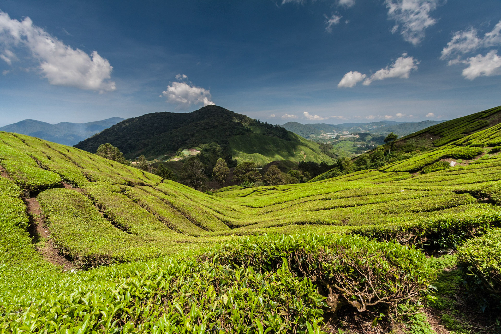 View over the Sungai Palas Boh Tea Estate in the Cameron Highlands (Malaysia)