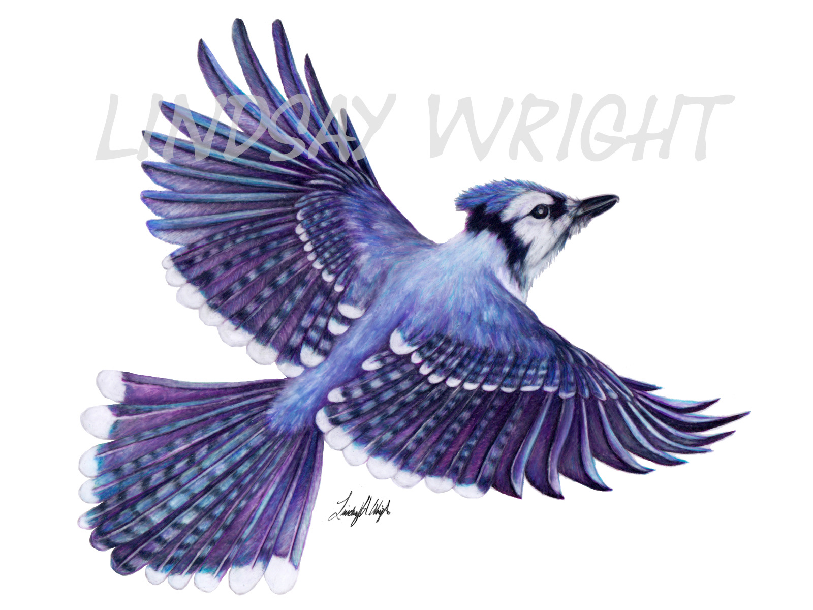 How to draw blue jay bird drawing  Blue Jay bird drawing with coloured  pencils 